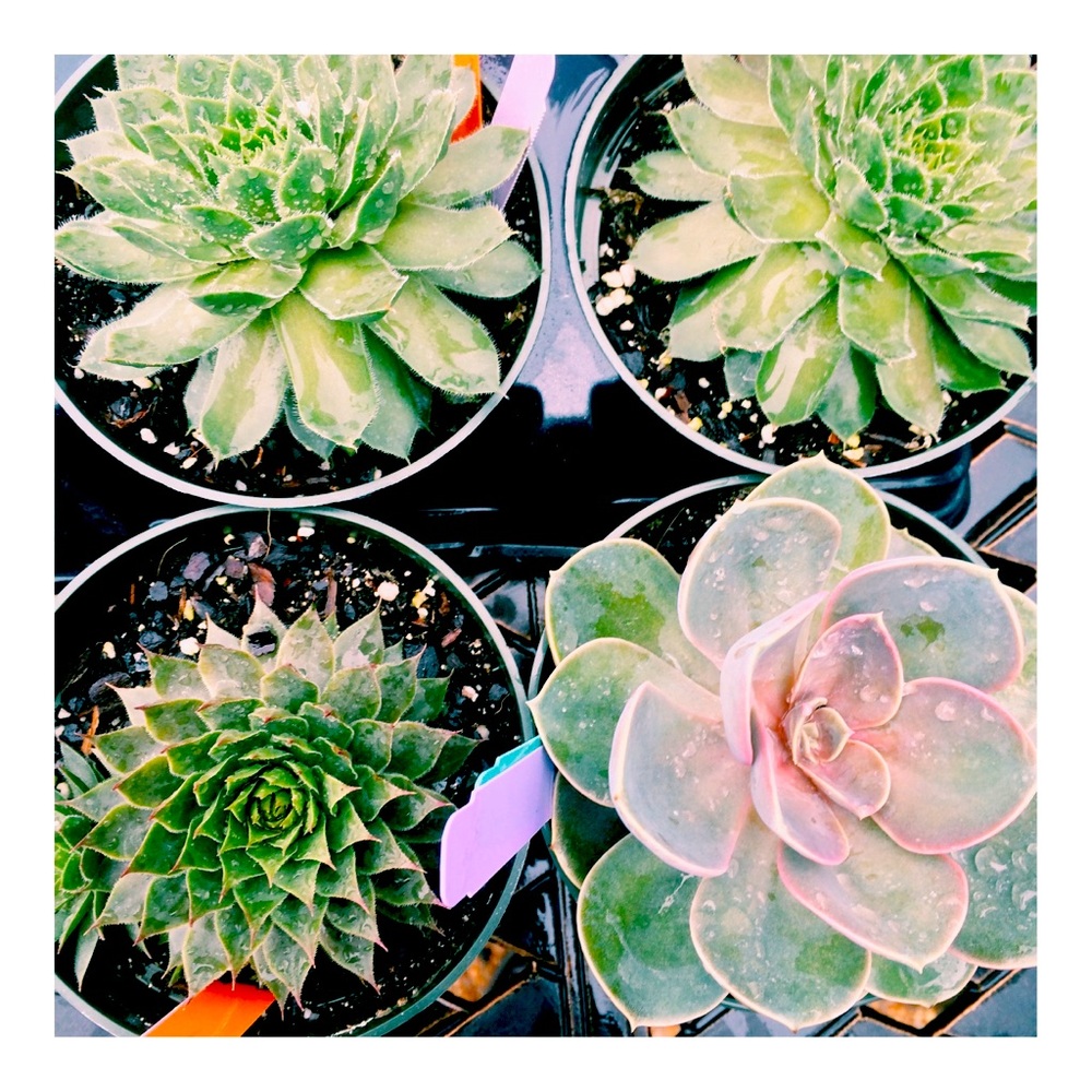 Meet your Posher, LC